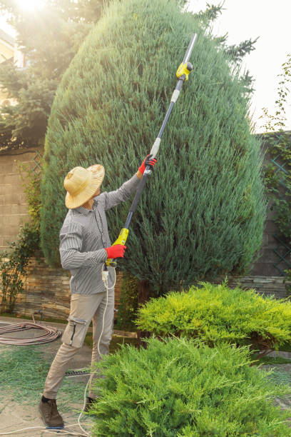 Best Tree Disease Treatment  in Fairfield, OH