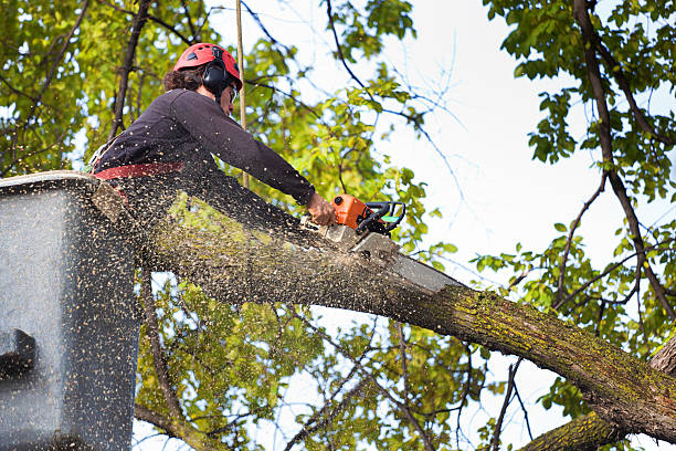 Fairfield, OH Tree Services Company